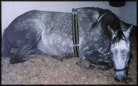 Horse wearing dust sampler