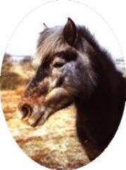 An example of an Eriskay Pony