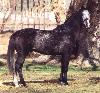 Lester Patron, registered Zweibrucken stallion