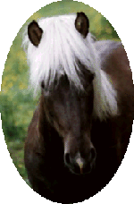 An Icelandic Horse