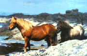 Icelandic Horses in their native habitat
