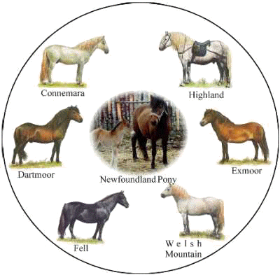 Equiworld - The Newfoundland Pony - Horse and Pony Breeds - Equestrian  Information on the internet