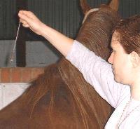 Alison Hastie using Reiki to help Arab stallion Belesaami